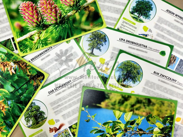 Teczka wiedzy - Drzewa leśne