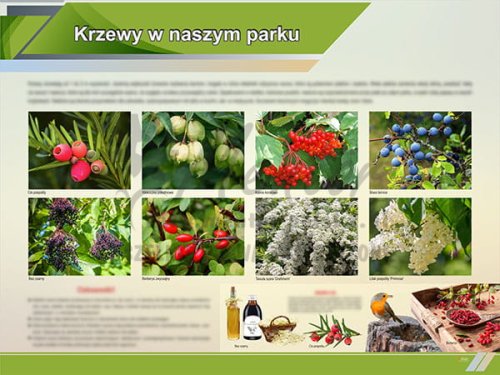 TE1-88 - Krzewy w naszym parku
