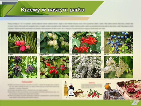TE1-88 - Krzewy w naszym parku