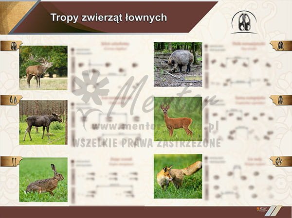 TE2-75 Tropy zwierząt łownych.jpg