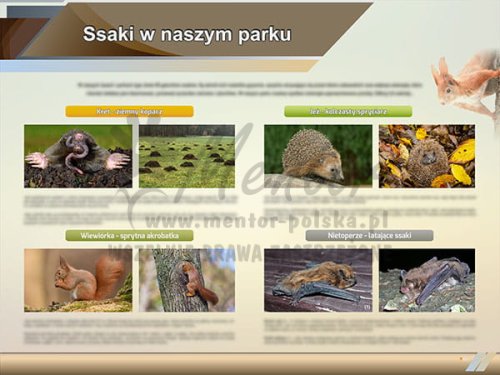 TE2-79 - Ssaki w naszym parku