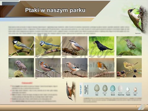 TE2-78 - Ptaki w naszym parku.jpg