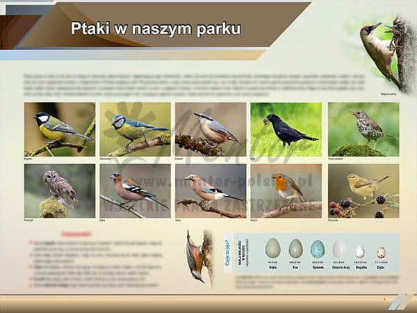 TE2-78 - Ptaki w naszym parku.jpg