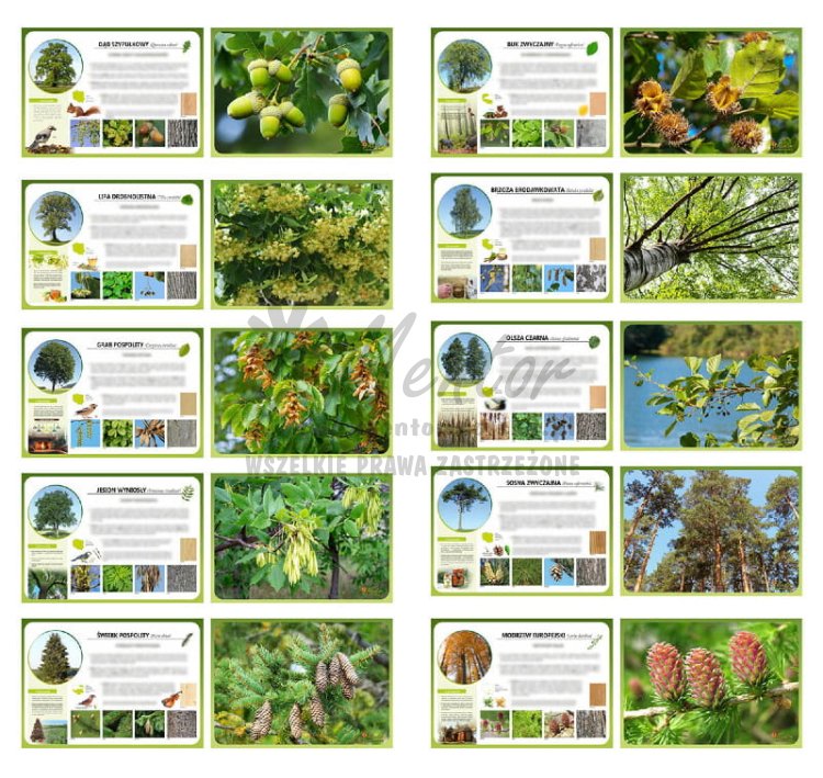 Drzewa leśne - awers i rewers