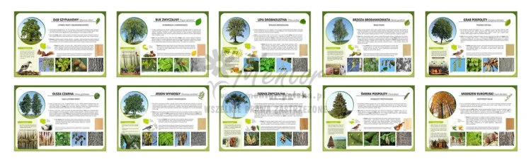 Drzewa leśne 5x2 kopia.webp