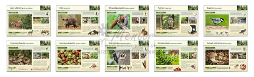 ZESTAW - Teczka Wiedzy - Las