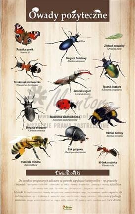 Tablica "Owady pożyteczne", bez ramki