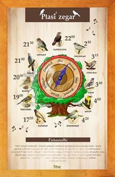 Tablica "Ptasi zegar", w oprawie drewnianej, kolor pinia