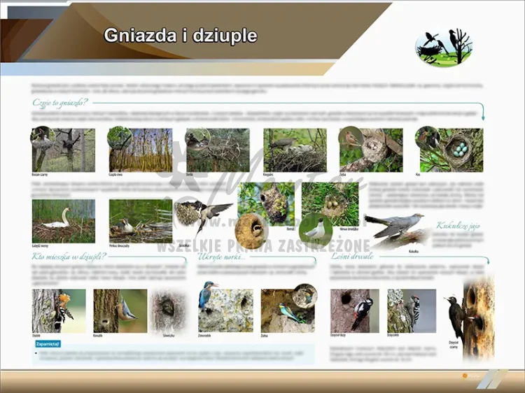 TE2-08 -Tablica edukacyjna Gniazda i dziuple