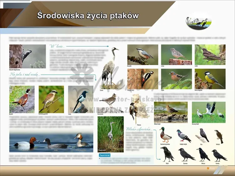 TE2-33 - Środowisko życia ptaków
