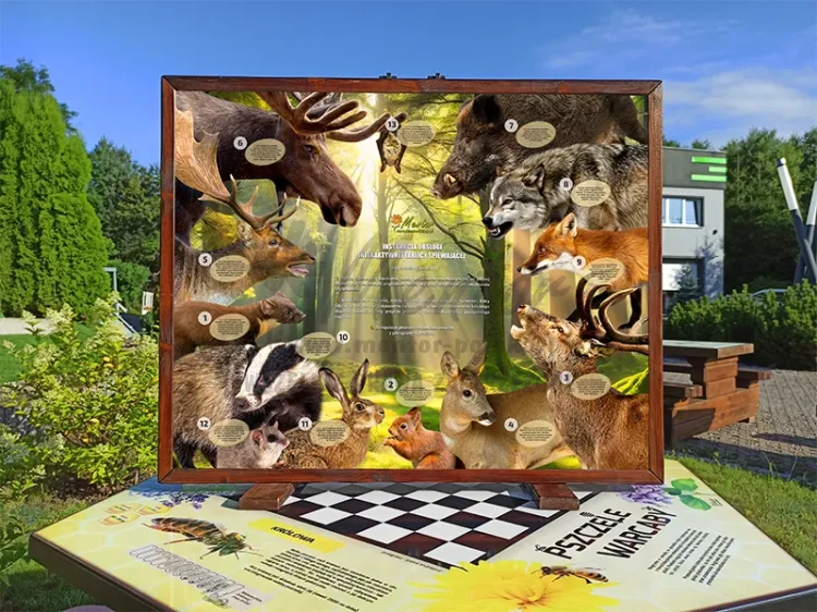 Fotka - Echa leśne - rewers