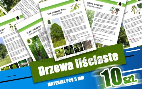 01. Drzewa liściaste