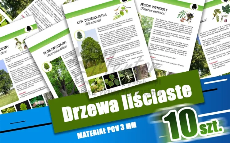 01. Drzewa liściaste