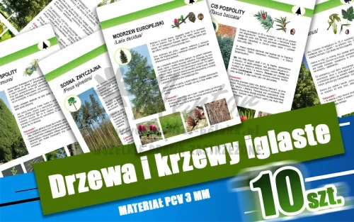 02. Drzewa i krzewy iglaste