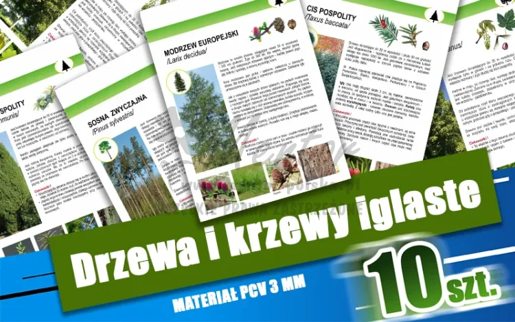 02. Drzewa i krzewy iglaste