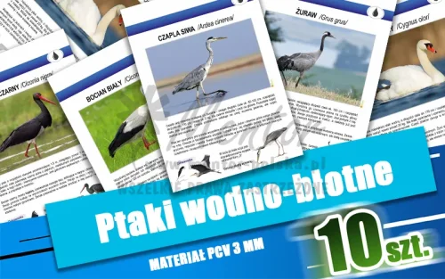 06. Ptaki wodno-błotne