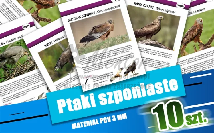 11. Ptaki szponiaste
