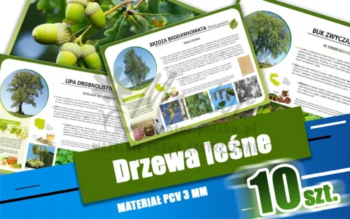 17. Drzewa leśne.webp