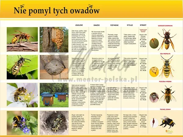 Tablica pszczelarska - TE7-36 - Nie pomyl tych owadów