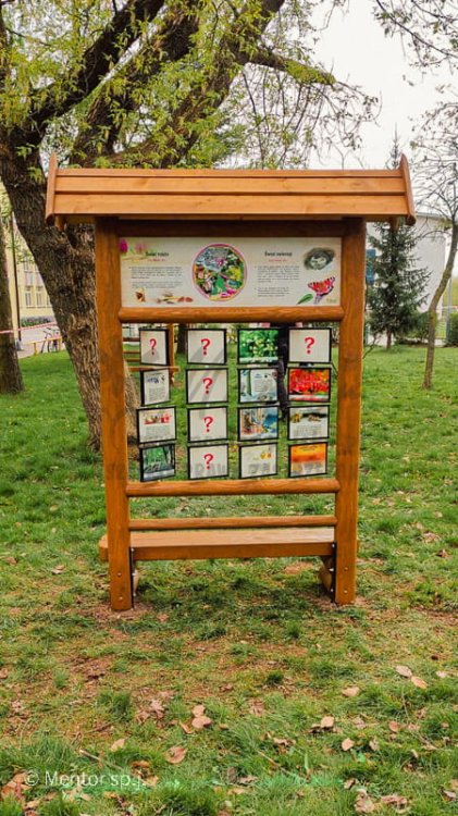 Pamięciówka leśna apteka