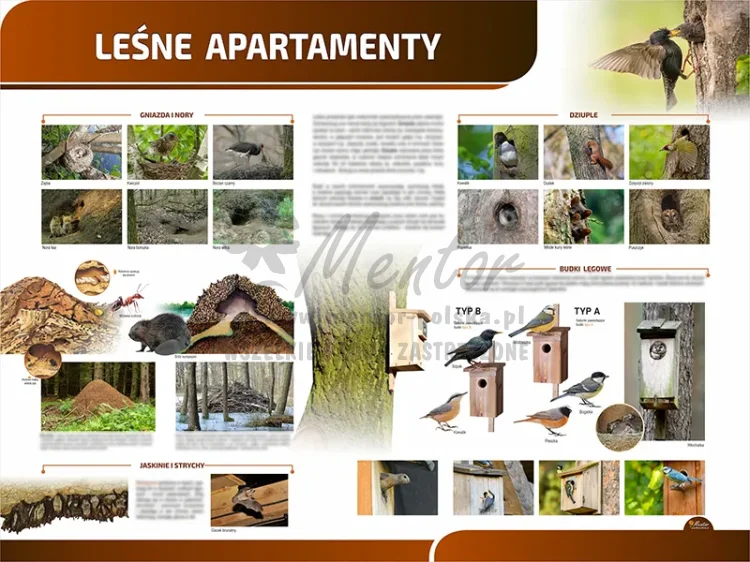 TP02 - Leśne apartamenty