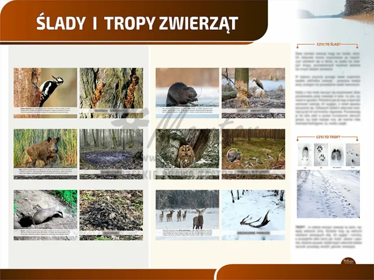 TP03 - Ślady i tropy zwierząt