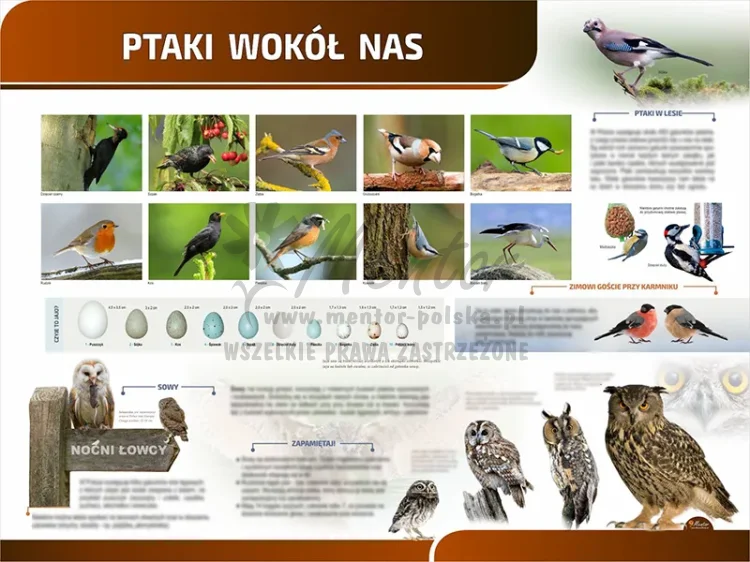 TP05 - Ptaki wokół nas