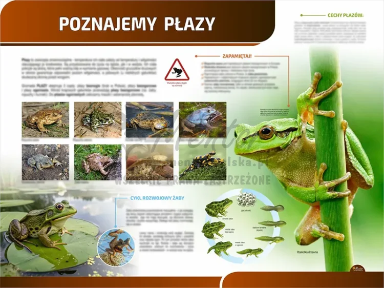 TP06 - Poznajemy płazy