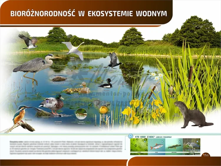 TP12 - Bioróżnorodność w ekosystemie wodnym