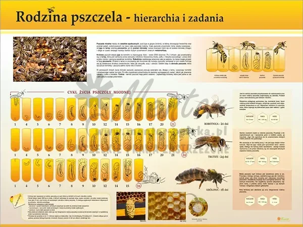 Tablica pszczelarska TE7-38 - Rodzina pszcela - hierarchia i zadania