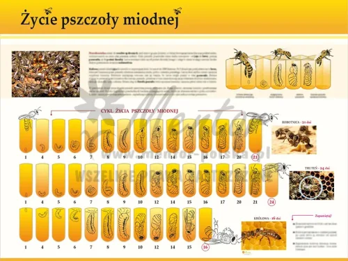 TE7-35 - Życie pszczoły miodnej