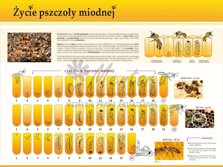 TE7-35 - Życie pszczoły miodnej