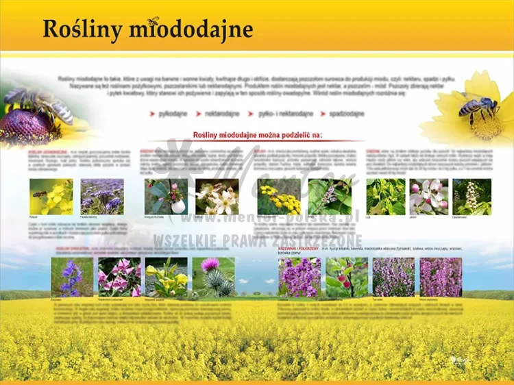 TE7-42 - Rośliny miododajne IV
