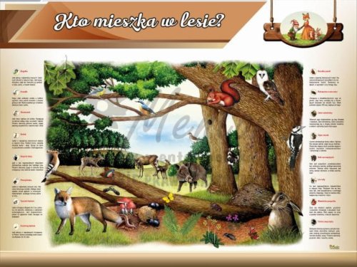 Tablica edukacyjna dla dzieci - Kto mieszka w lesie?