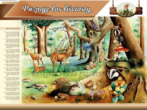 Tablica edukacyjna dla dzieci - Poznaję las liściasty