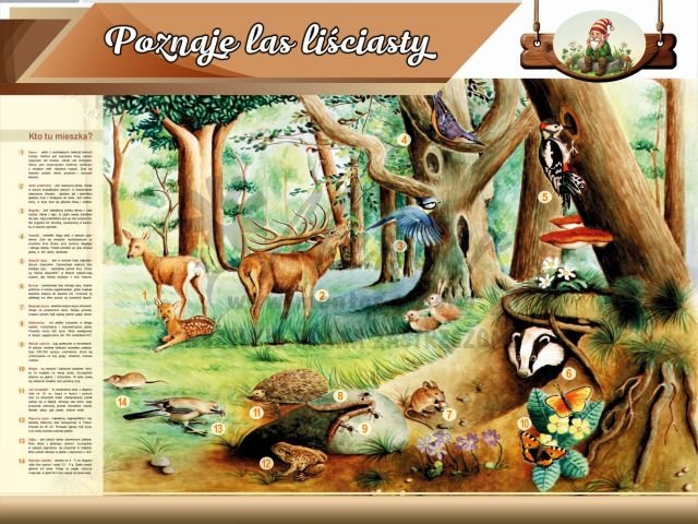 Tablica edukacyjna dla dzieci - Poznaję las liściasty
