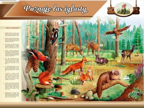 Tablica edukacyjna dla dzieci - Poznaję las iglasty