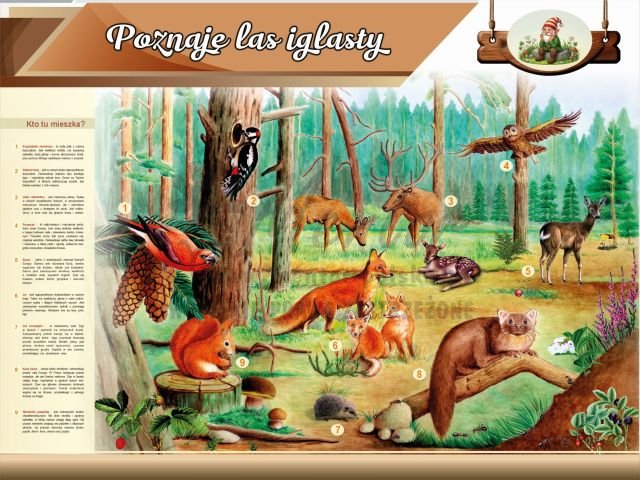 Tablica edukacyjna dla dzieci - Poznaję las iglasty