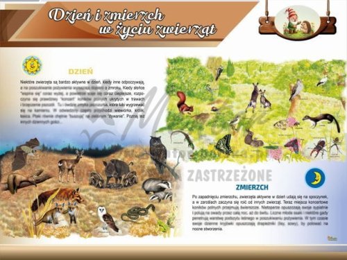 Tablica edukacyjna dla dzieci - Dzień i zmierzch w życiu zwierząt