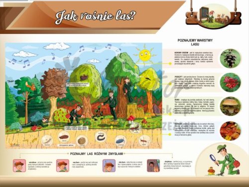 Tablica edukacyjna dla dzieci - Jak rośnie las?
