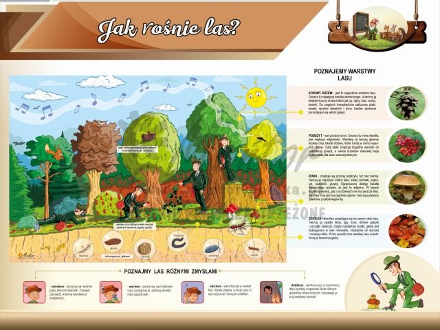 7.Jak rośnie las.jpg