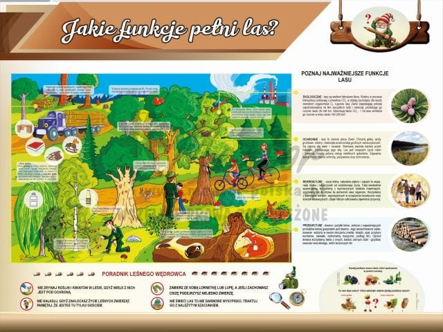 8. Jakie funkcje pełni las.jpg