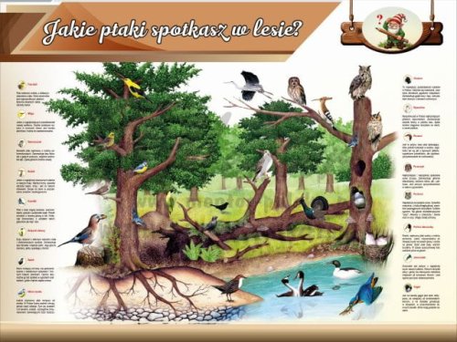 Tablica edukacyjna dla dzieci - Jakie ptaki spotkasz w lesie?