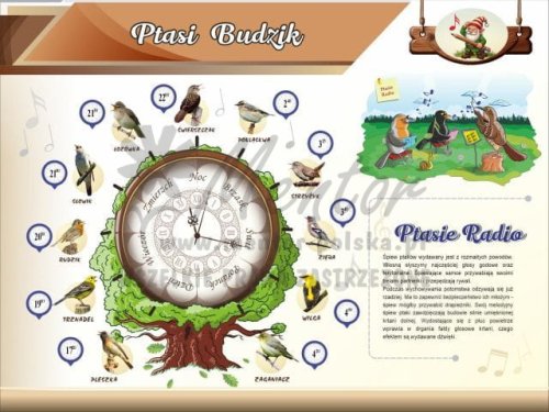 10. Ptasi Budzik ok.jpg