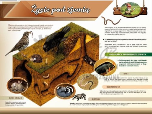 Tablica edukacyjna dla dzieci - Życie pod ziemią