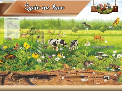 Tablica edukacyjna dla dzieci - Życie na łące