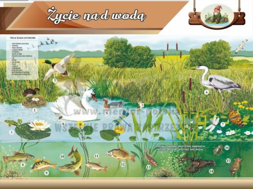13. Życie nad wodą.jpg