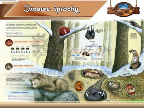 Tablica edukacyjna dla dzieci - Zimowe śpiochy