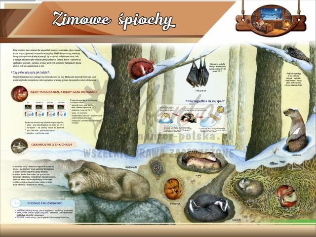 19. Zimowe śpiochy.jpg