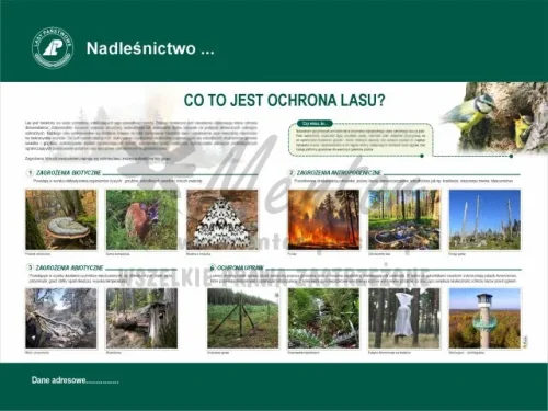 2. Co to jest ochrona lasu.webp